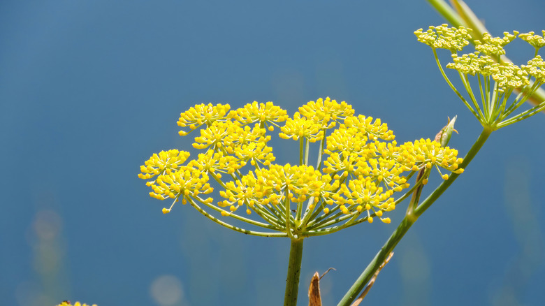Yellow flowers on a wild parsnip plant