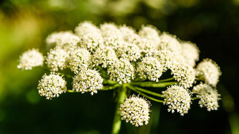 Small white flowers of woodland angelica