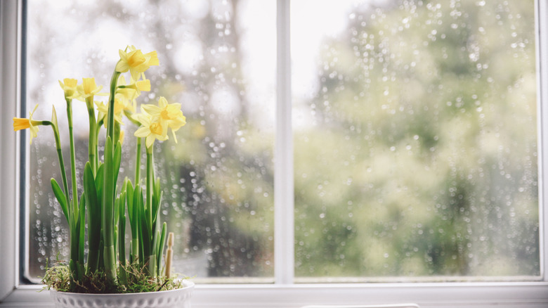 Daffodils blooming on a windowsill on a rainy day