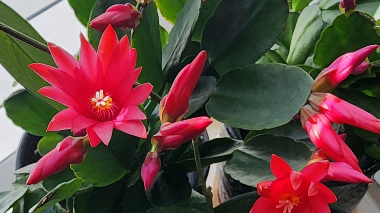 Close up of the red blooms of the Easter cactus rhipsalidopsis gaertneri