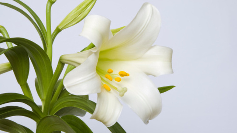Close up of a white easter lily Lilium longiflorum