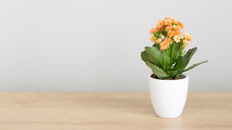 Orange kalanchoe in a white pot on a wooden table