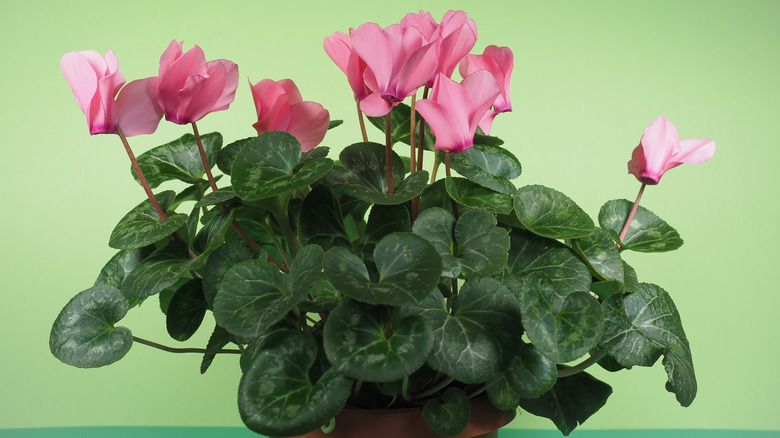 Cyclamen persicum florist's cyclamen with pink blooms with a green background