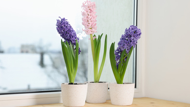 Pink and purple hyacinth flowers blooming indoors