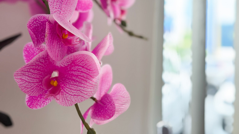 Close up of an indoor pink moth orchid in bloom