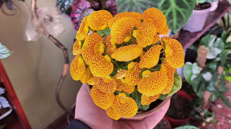 Person holding an orange pocketbook plant Calceolaria crenatiflora