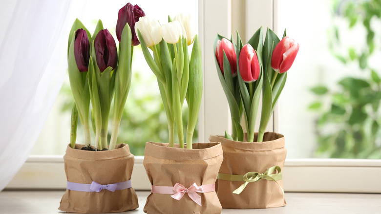 Red, white, and purple tulips in brown bags on a windowsill