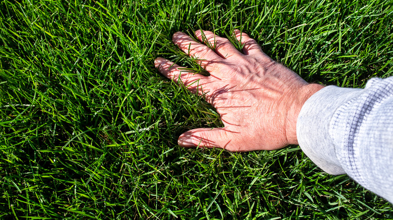 hand feeling lush green grass