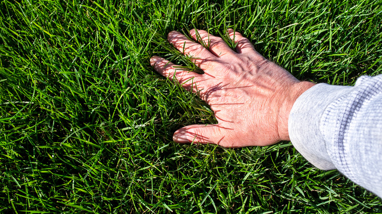 hand feeling lush green grass