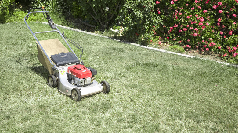 A lawn mower standing in the yard