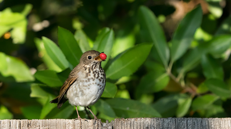Robin with red berry in its mouth on a fence