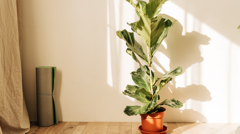 Fiddle leaf fig growing indoors