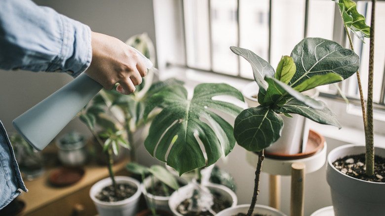 Man watering indoor plants