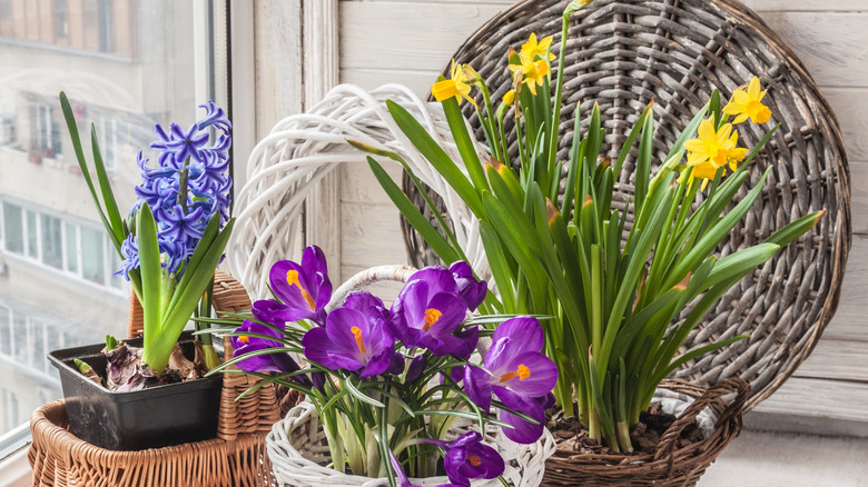 Forced flowering of crocuses, daffodils, hyacinths for the holiday in pots.