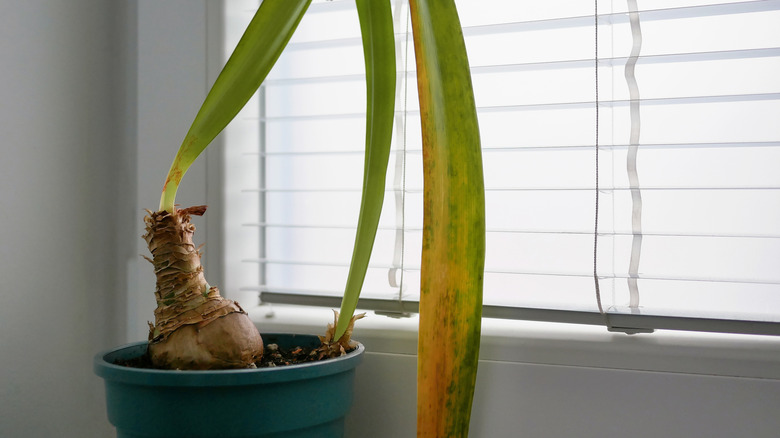 A wilting indoor amaryllis plant with long leaves growing in a pot by bright window blinds
