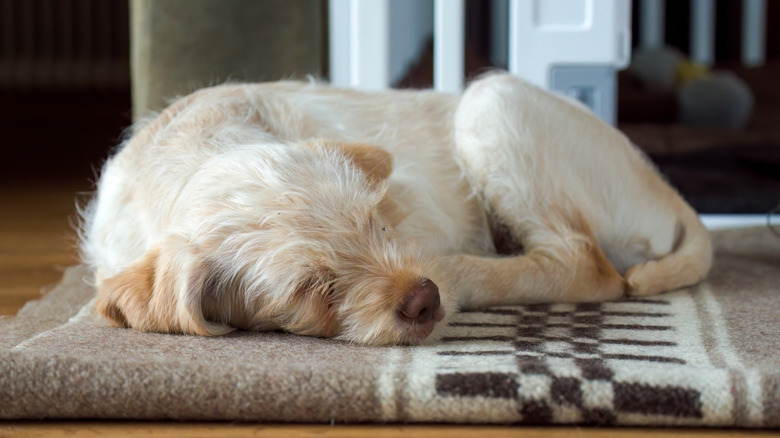 A dog curled up sleeping on an old blanket on the floor