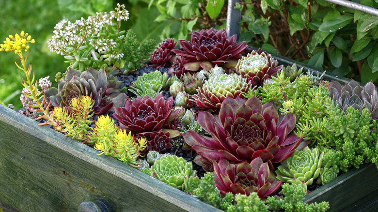 A succulent garden with sedum, stonecrop, hens, and chicks