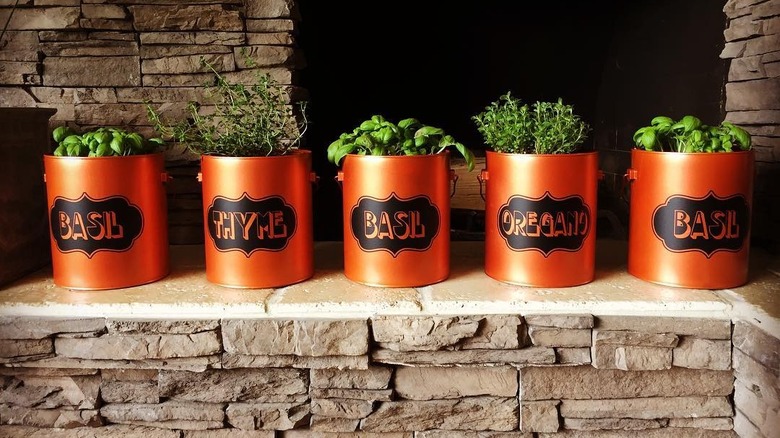herb paint can planters