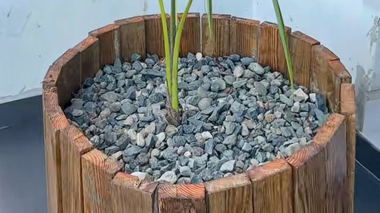 A tire planter filled with gravel and a large plant.
