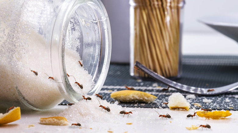 Ants gathering on sugar bowl