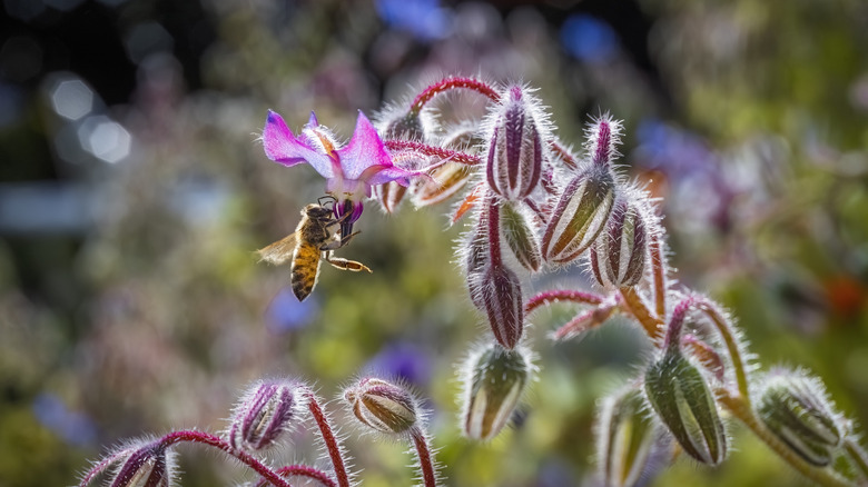 Bee getting pollen from a flower
