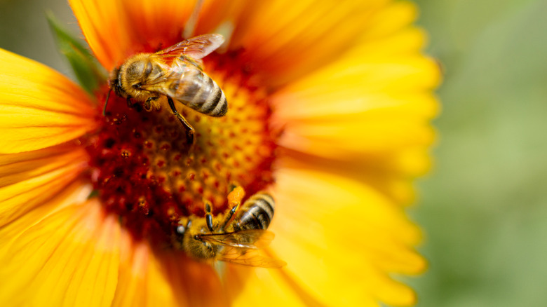 Bees collecting pollen from a flower