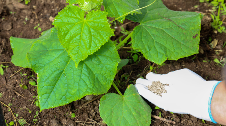 A gardener giving fertilizer to a young cucumber plant in the garden