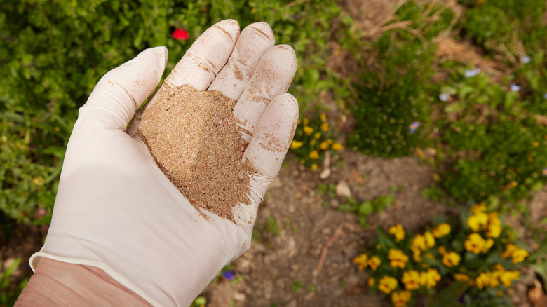 A gloved hand holding some fish bone meal ready to add it to the garden