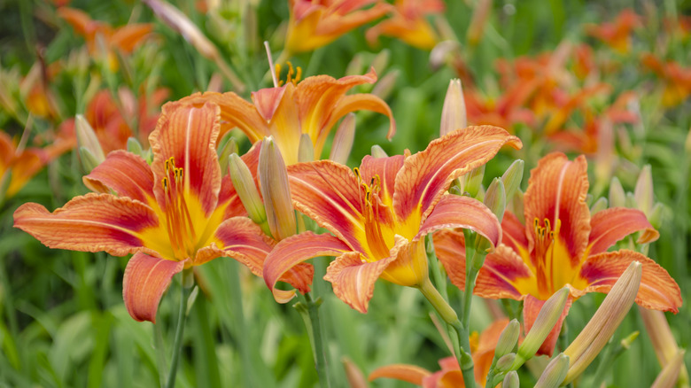 Red and yellow daylilies