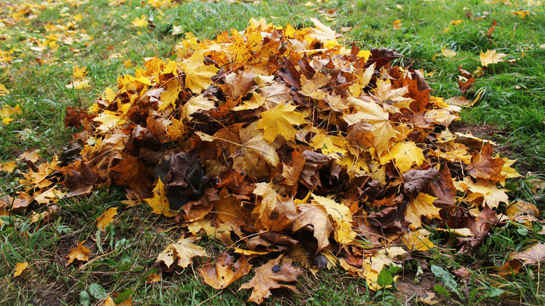 A pile of autumn leaves sits on grass.