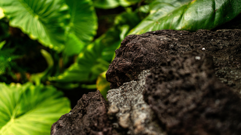volcanic basalt rock against a green background