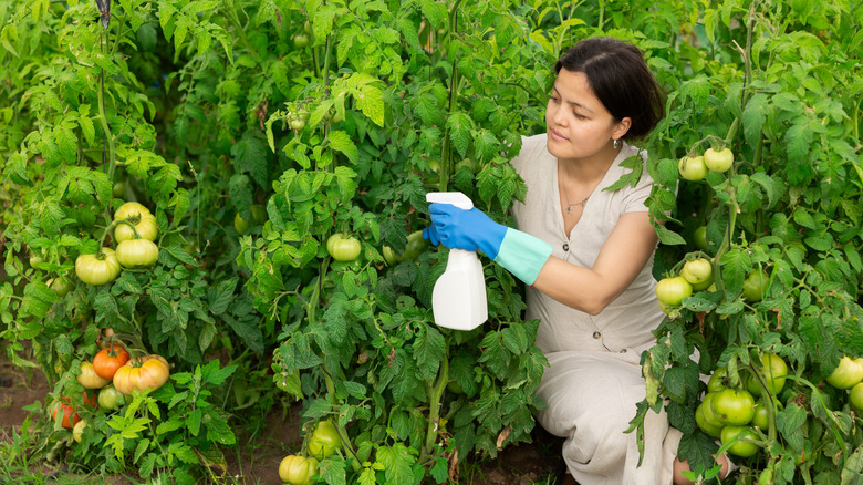 A woman wearing rubber gloves is spraying her tomato plants with spray bottle.