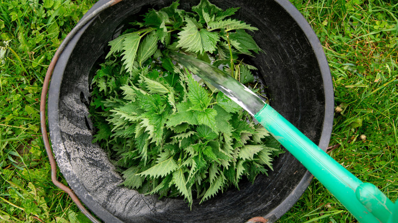 Water pours from the spout of a green plastic watering can into a bucket full of stinging nettle leaves and stems sitting on a lawn.