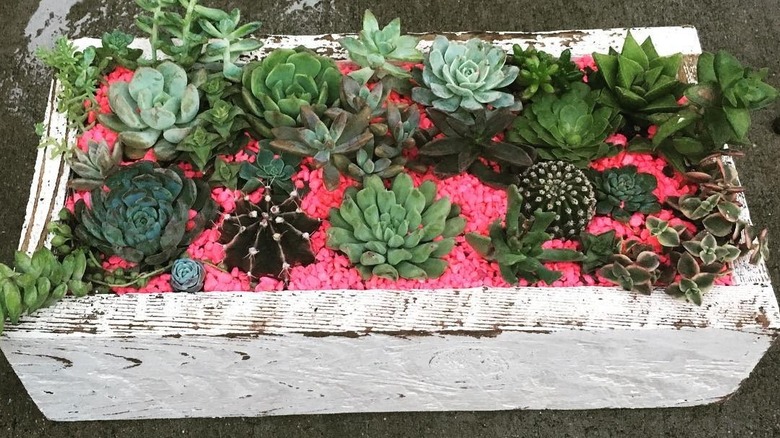 A white wooden planter box full of succulents and pink aquarium gravel.