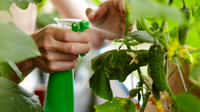 Spruzzare le piante utilizzando una bottiglia spray