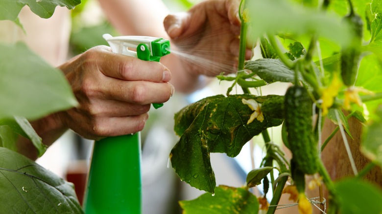 Spraying plants using spray bottle