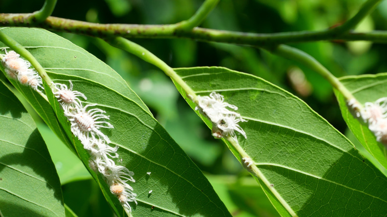 Mealybugs on leaf undersides