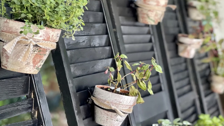 Hanging herb pots on black shutters.