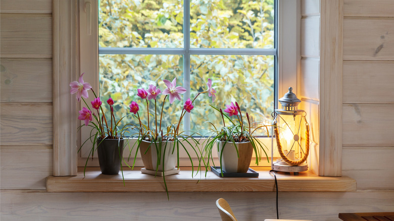 An oak-finished windowsill with plants and a lamp on top