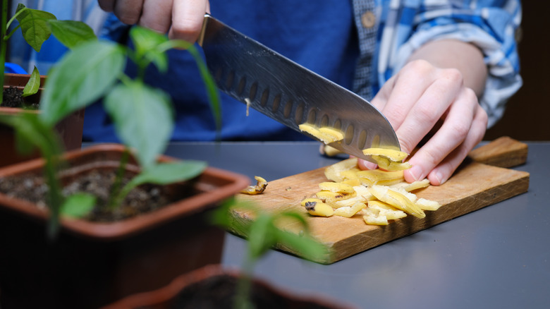 Person chopping up banana peels with plants in foreground