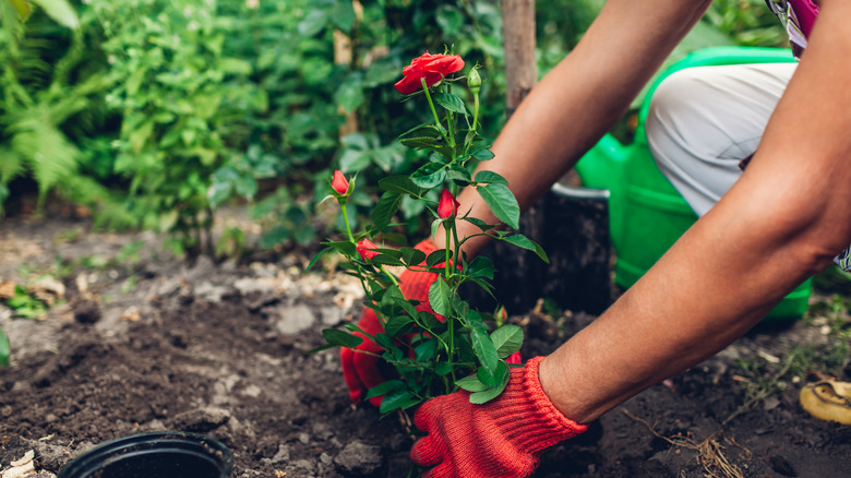 Gardener planting red rose in soil