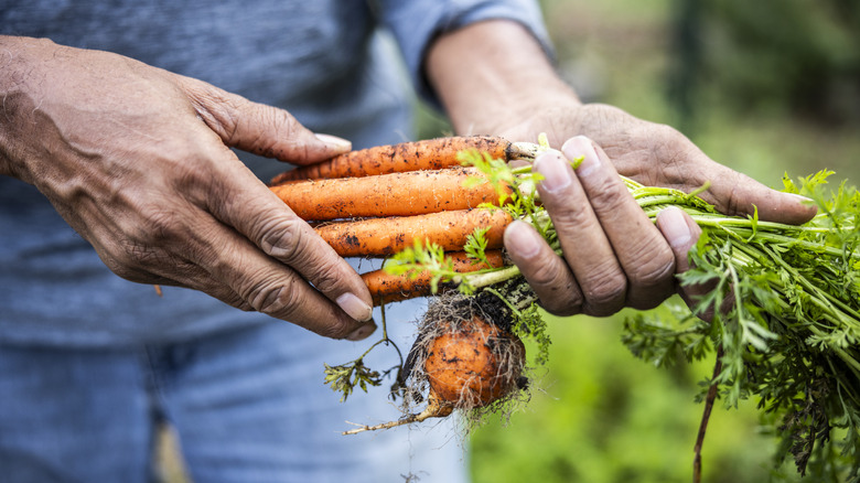 Hands holding carrots in garden