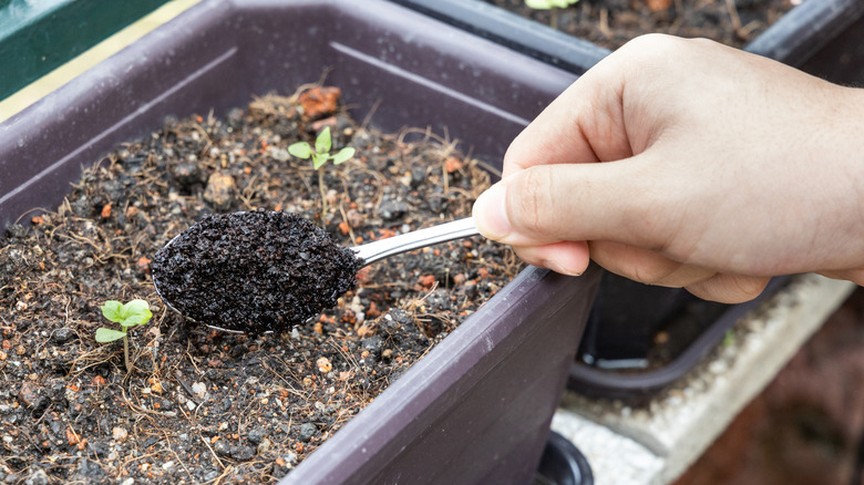 Scooping coffee grounds into garden soil