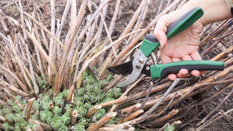 A person cutting back sedums