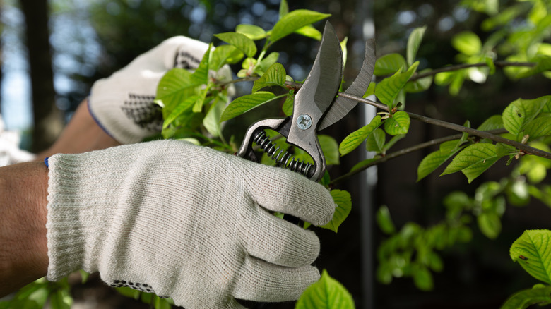 Gardener's gloved hands holding a pair of pruning shears and cutting branches