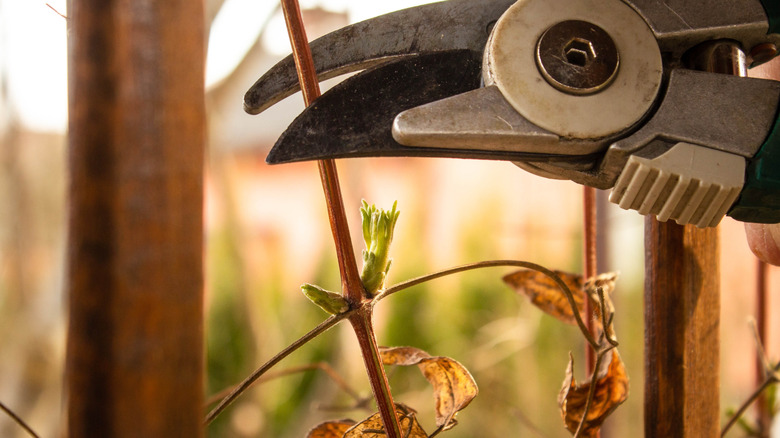 Closeup of a pair of pruning shears about to cut a clematis stem just above a pair of new buds