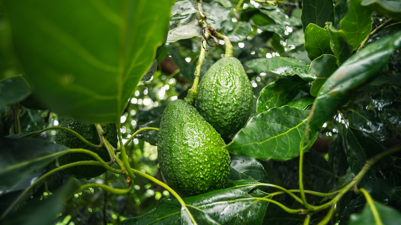 Close up of hass avocados growing on a tree