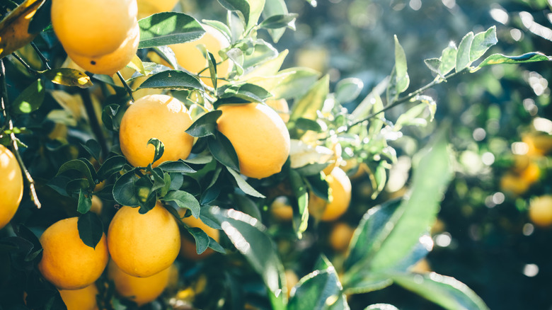 Ripe lemons on a lemon tree