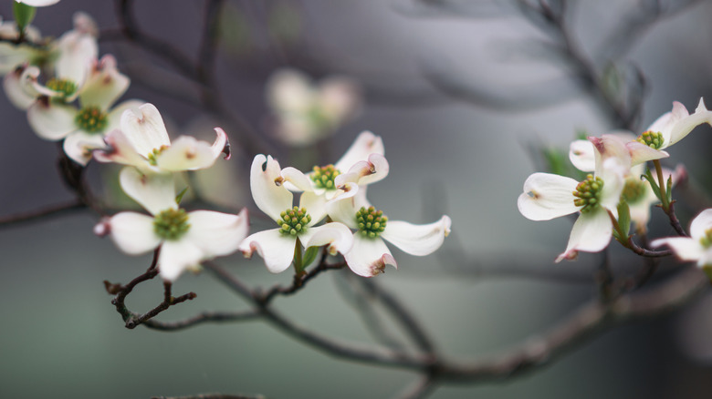 A dogwood tree in bloom