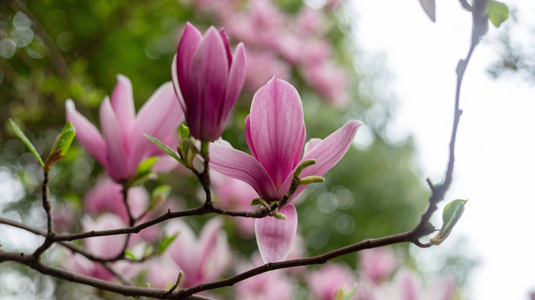 Close up of a magnolia tree in bloom